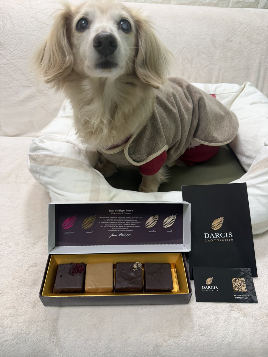 bubukabibi's tweet photo. DARCIS のチョコレート
#darcis #チョコレート #ダックス https://t.co/eHAoFxMmoC
