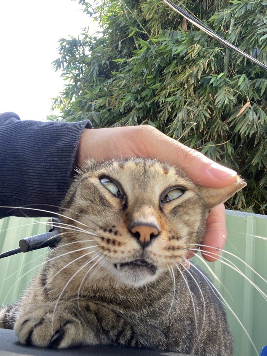 Sanxia veg out boy homebody cat(L.W.H) tweet media