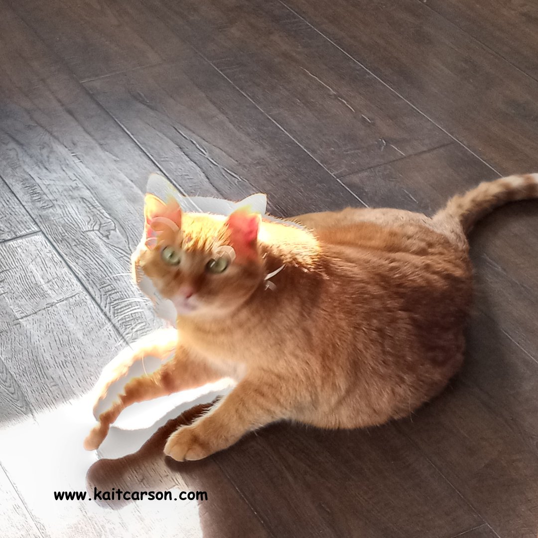 Kait Carson tweet media