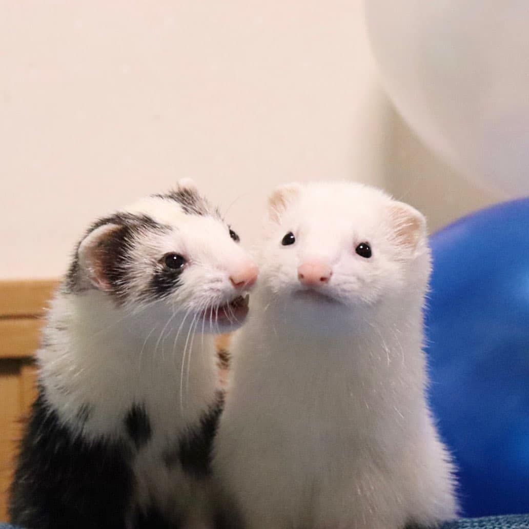 Ferret Every Hour (@ferretperhour) on Twitter photo 