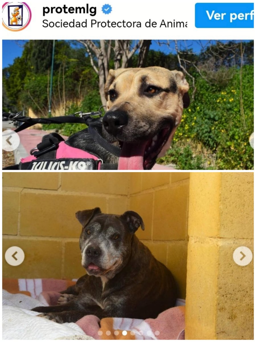 #URGENTE 
ACOGIDA INDEFINIDA Y CONJUNTA 
 Madre e hija no quieren separarse 
Trece 9 años tiene bultos en todo su cuerpo, explotada por muchas camadas 
Ocho con 8 meses es miedosa  pero junto a su madre tiene seguridad 
Escríbenos a modulob@protectoramalaga.com
#Málaga