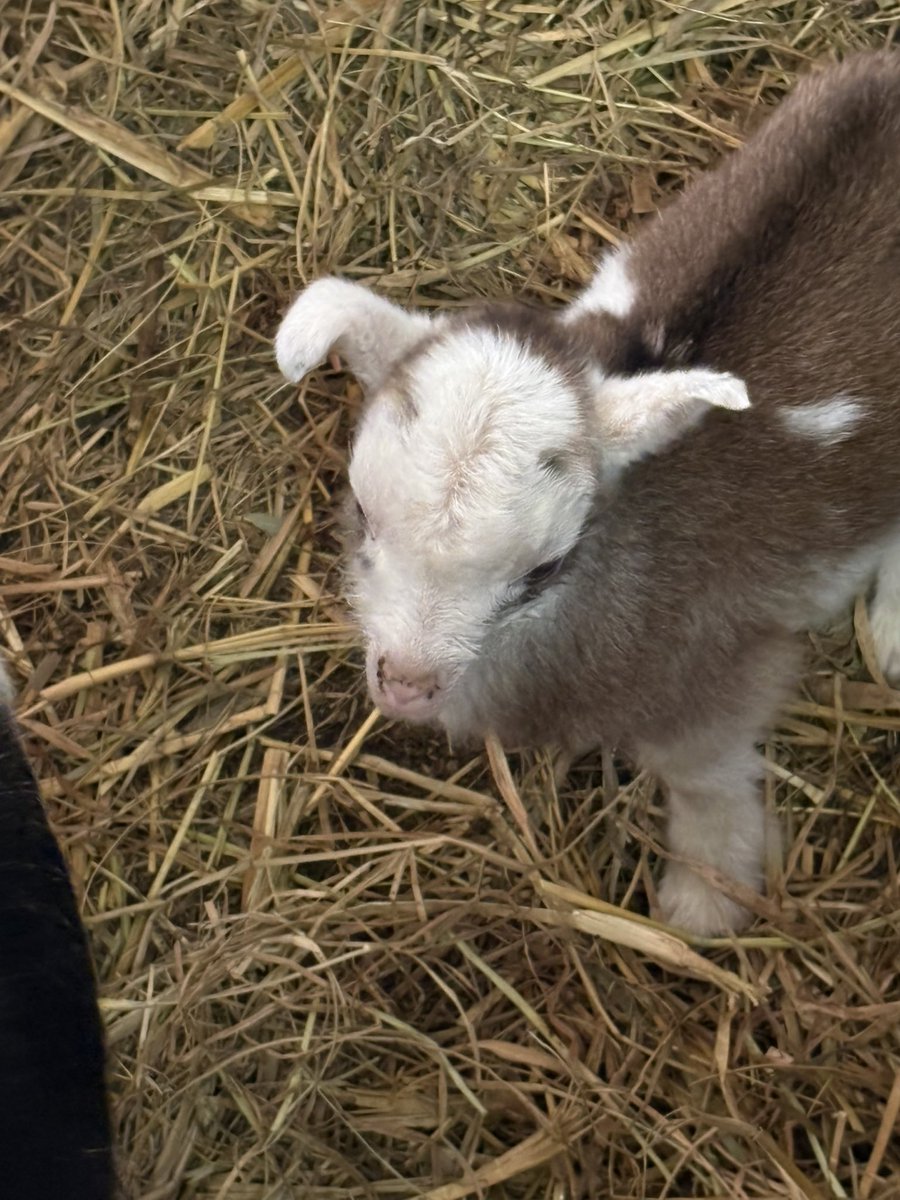 KIKI「けいこ農園」 tweet media