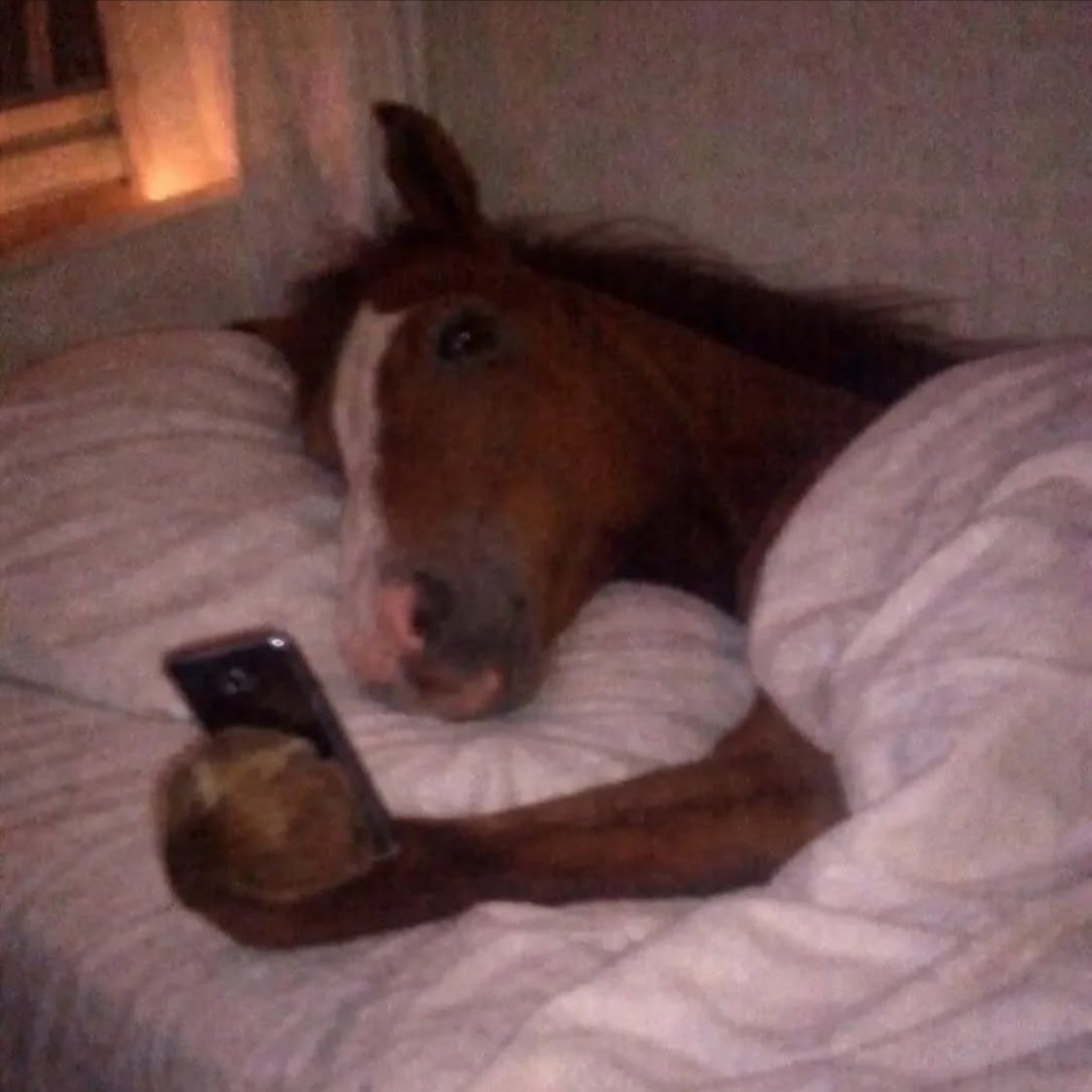 Chess.com - Italiano tweet media