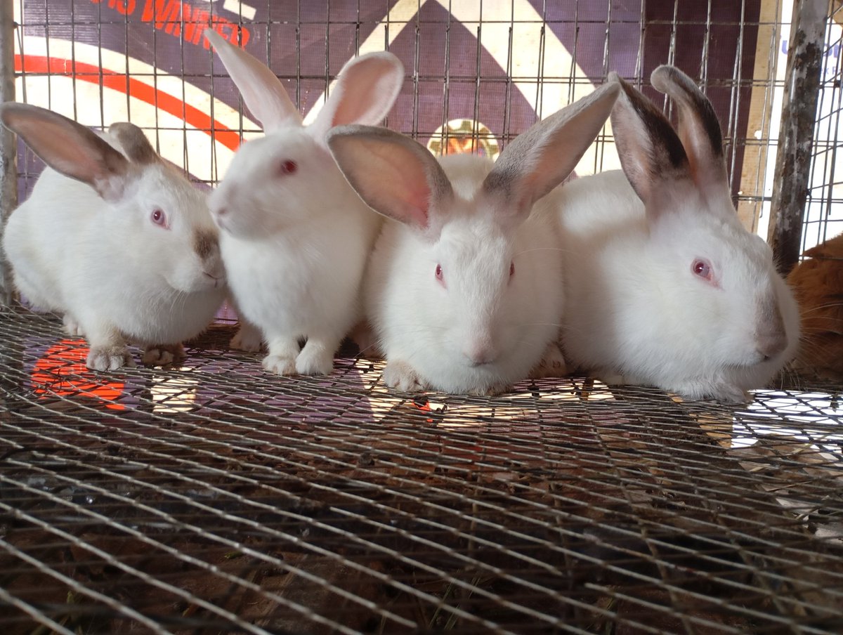 provezor's tweet photo. Guess the breed ! https://t.co/2GbQFAwmZz