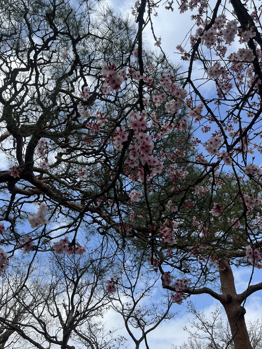 misandoooo's tweet photo. 桜が少しずつ芽吹いてきて嬉しい🌸でも写真下手で暗黒。笑
この一年はレパートリーを大事に守って深み焙煎熟成尊厳確保を目標にしていきたいです。 https://t.co/6RZY5CpHdt