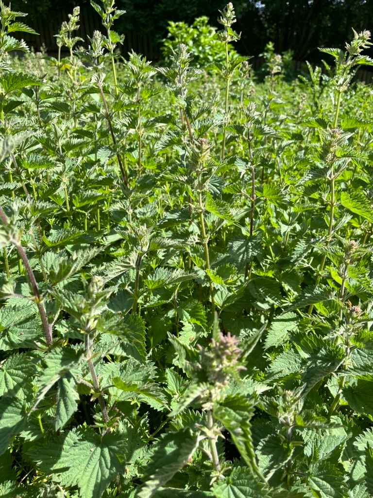 Ninewells Garden tweet media