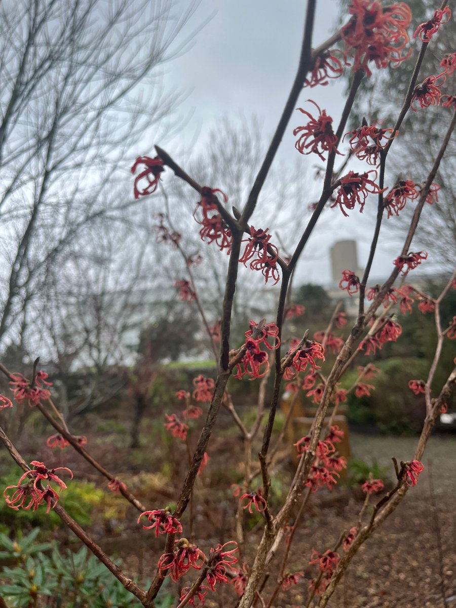 Ninewells Garden tweet media