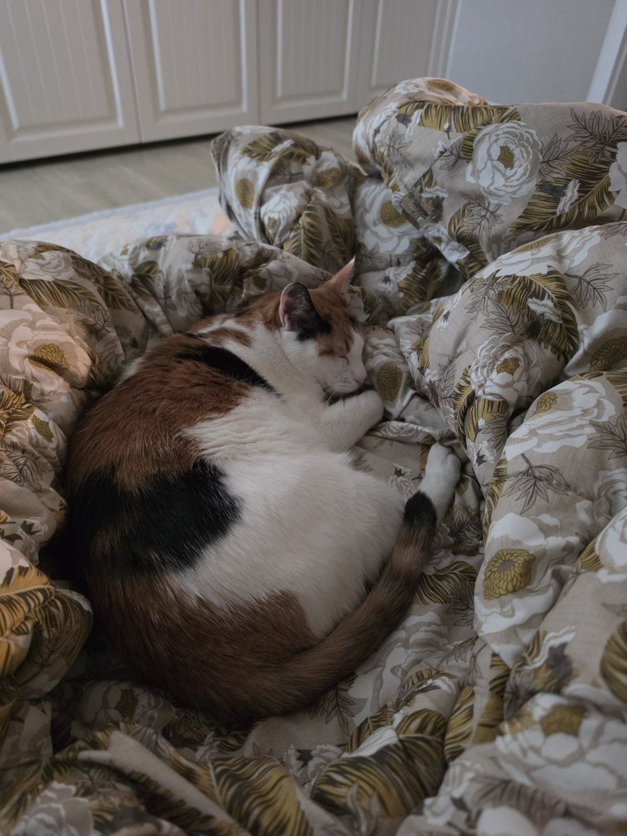 meowneow___'s tweet photo. 철없게도 러시안블루가 로망묘였는데
어느날 내 삶에 들어온 삼색이와 고등어 https://t.co/hvJOe17Hsr