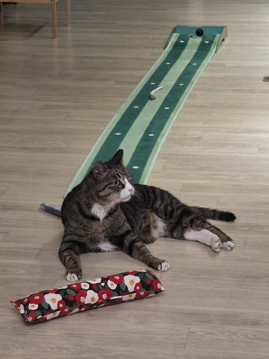 meowneow___'s tweet photo. 철없게도 러시안블루가 로망묘였는데
어느날 내 삶에 들어온 삼색이와 고등어 https://t.co/hvJOe17Hsr