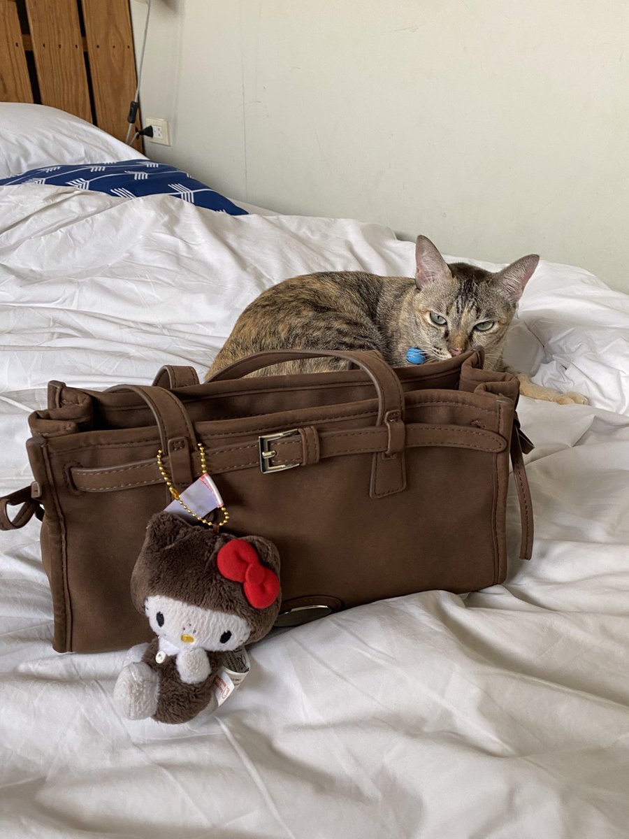 ป้าฟรินมาก เติมแมวทุกคืน😭✌🏻 แมวเช่า((ฟรี))