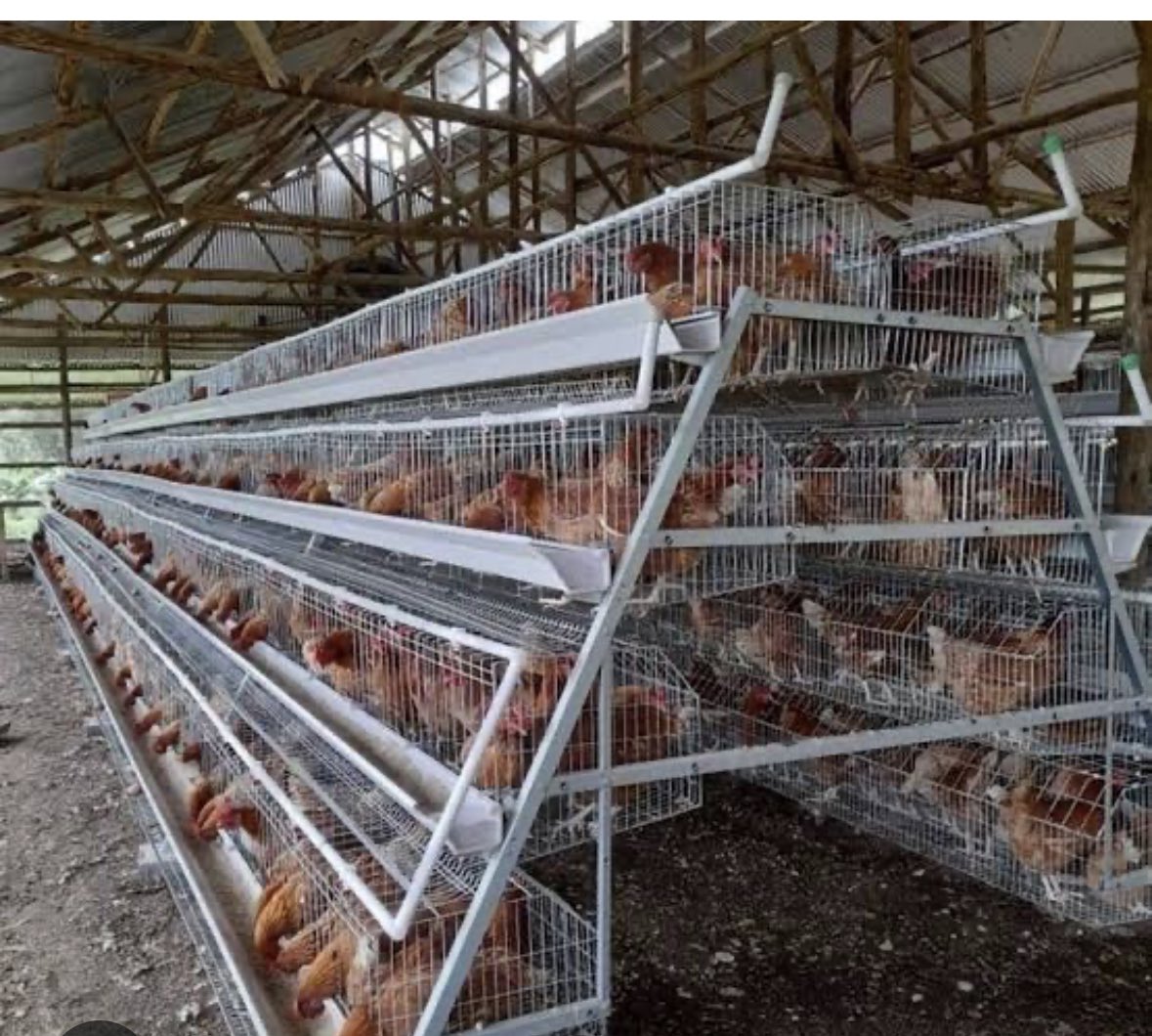 Peter Madeleka tweet media