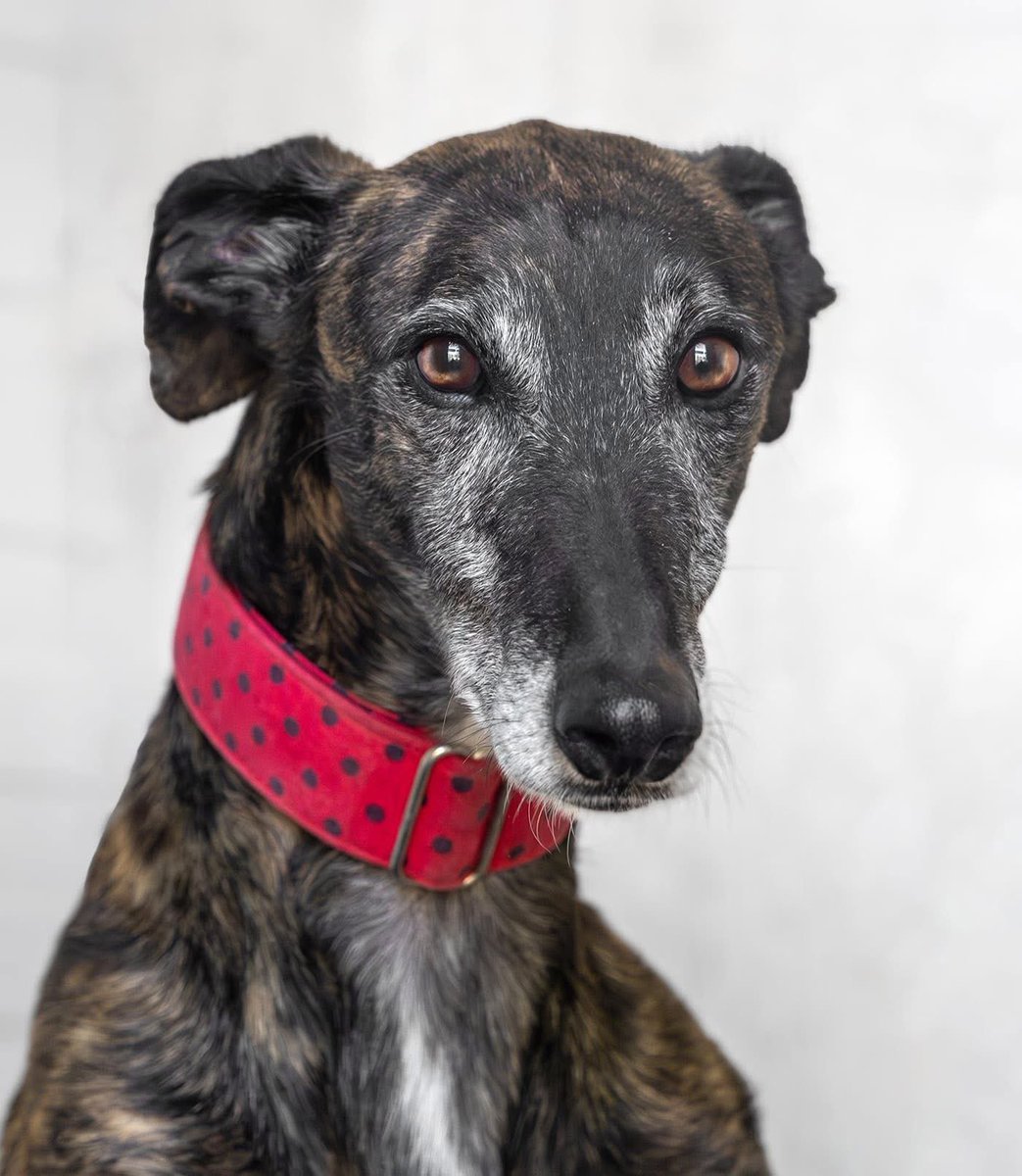 Galgos del Sol tweet media