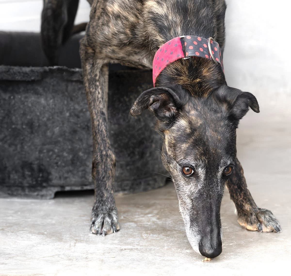 Galgos del Sol tweet media