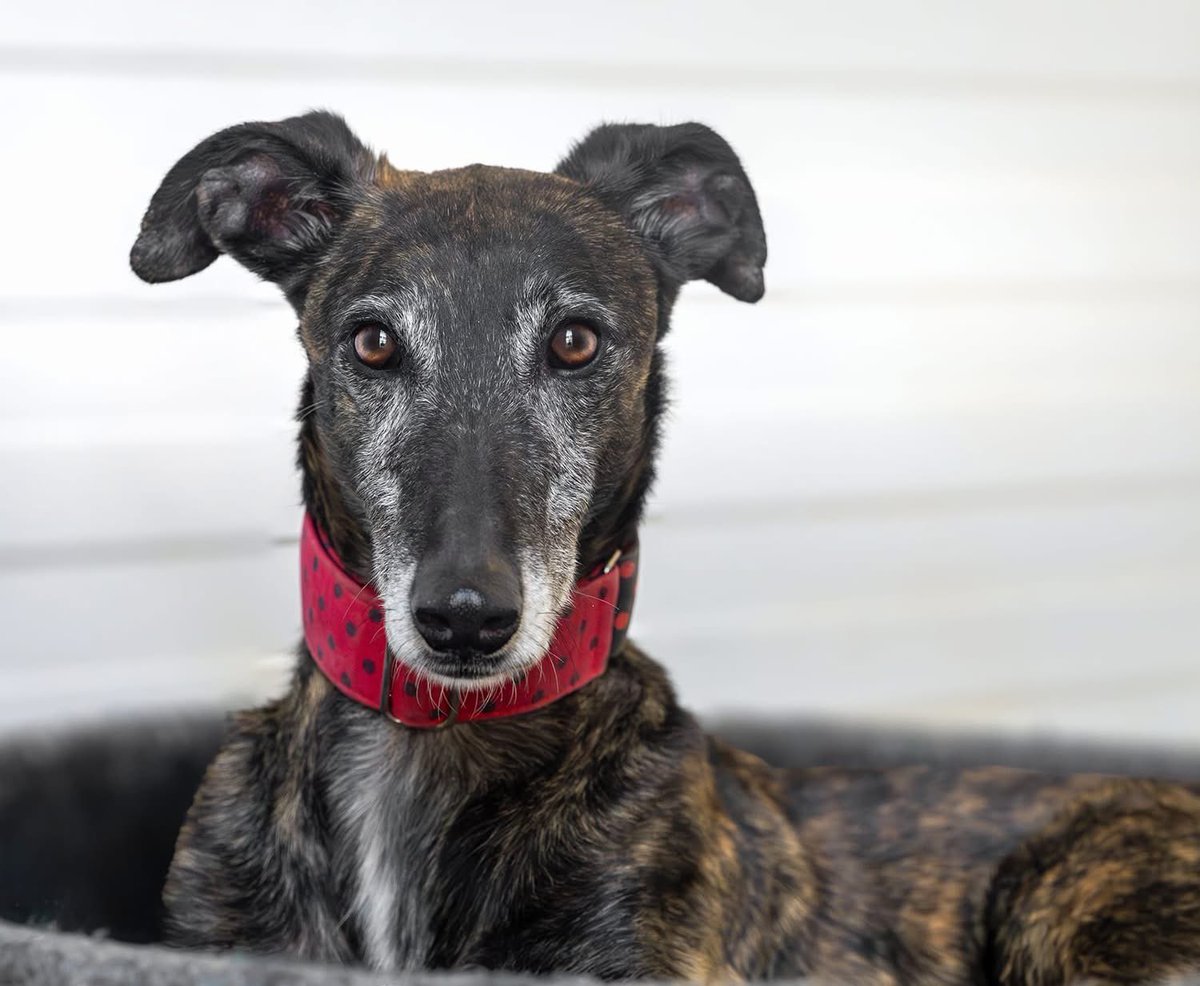 Galgos del Sol tweet media