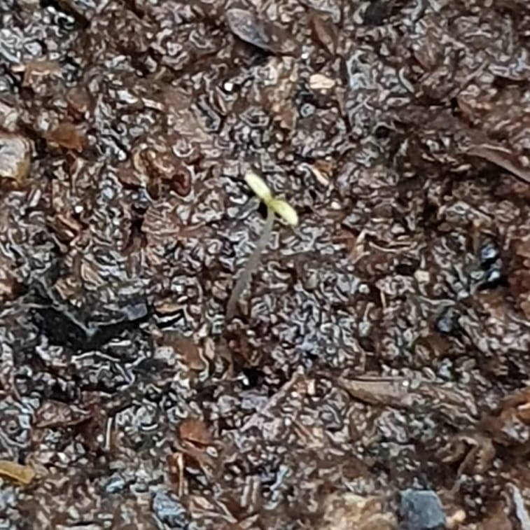 VoidFrancesca's tweet photo. #levelupbarengvoid menumbuhkan bunga forget-me-not
ITS COMING, ITS COMINGGGGGAYWGYABWDY semoga bukan rumput please, they strong and bonk. MASA AKU "GK SENGAJA" REMEK MASIH TUMBUH??? WKWKWKAMKW MOMMA PROUD https://t.co/aIPxftAo2I