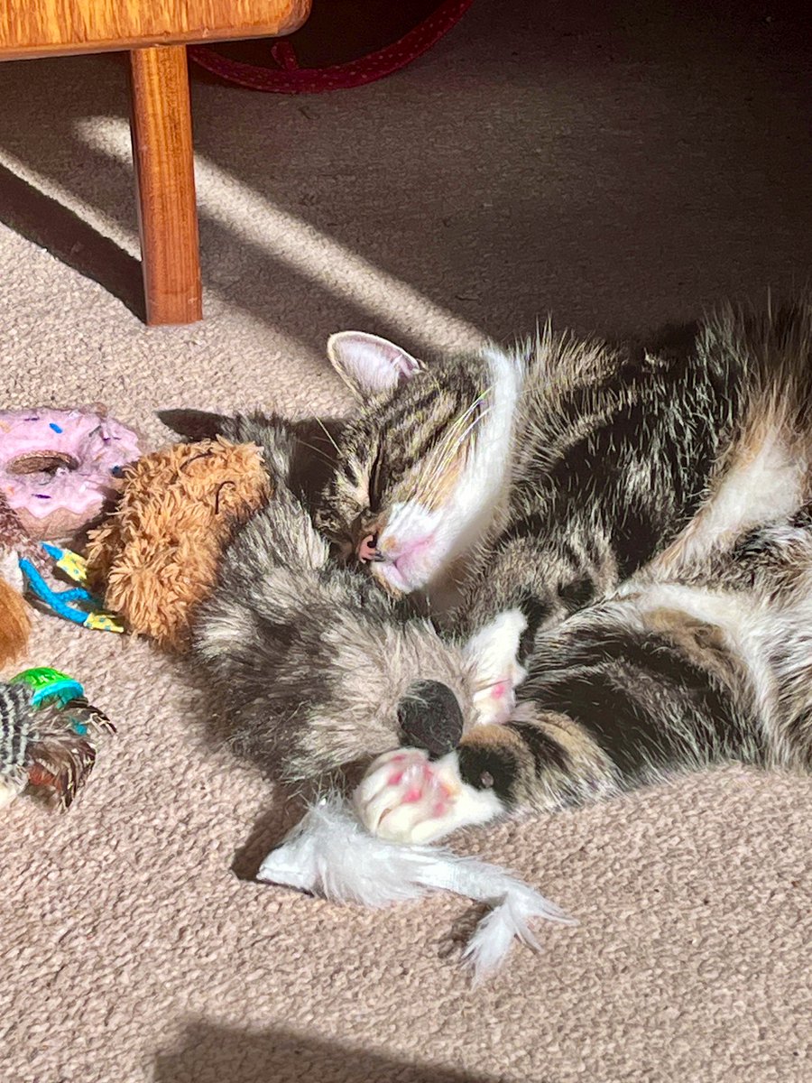 Gail Myerscough tweet media