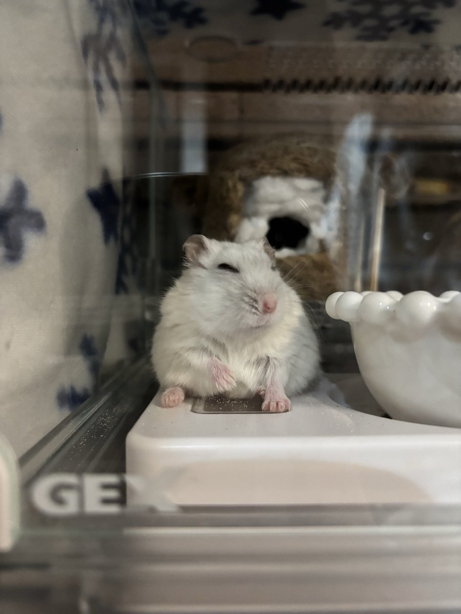 いも団子 tweet media