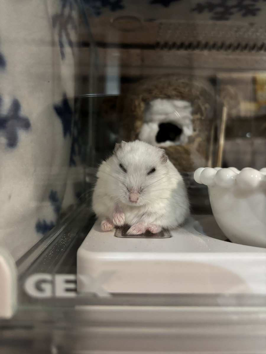 いも団子 tweet media