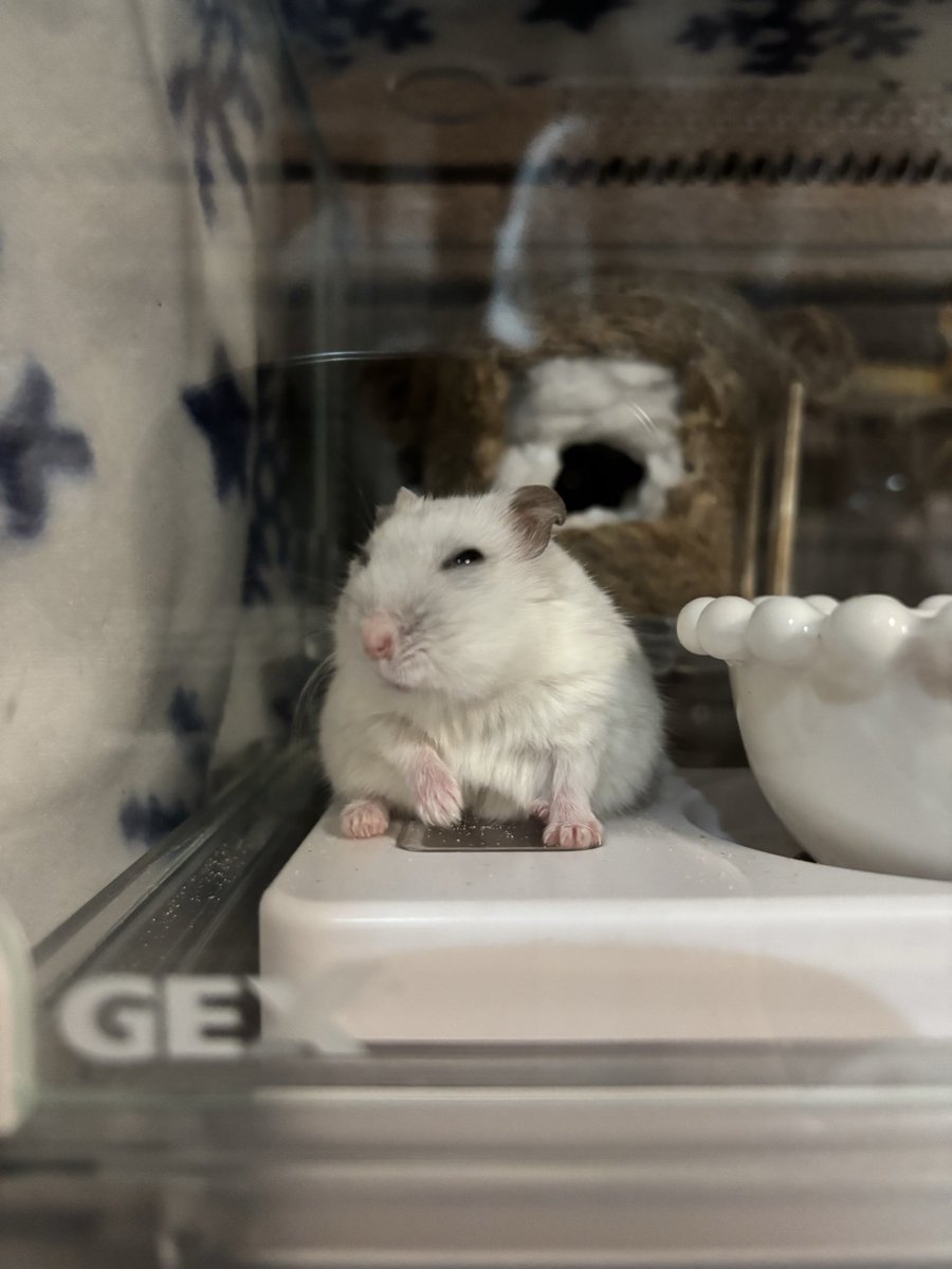 いも団子 tweet media