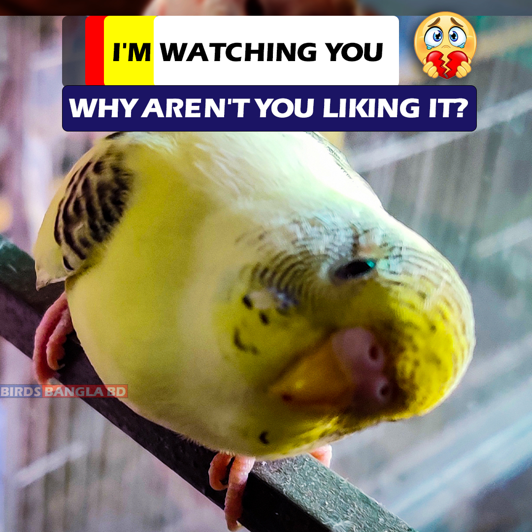 birdsbanglabd's tweet photo. This Bird Looks Beautiful, Comment What You Think. ✨💗
#bajrigars #birdsenglishforyou #bajrigar #budgiecare #Birdsbanglabd #bajrigarbirds #budgies #bajrigarbird #birdshindiforyou https://t.co/AwTlgHOAqb