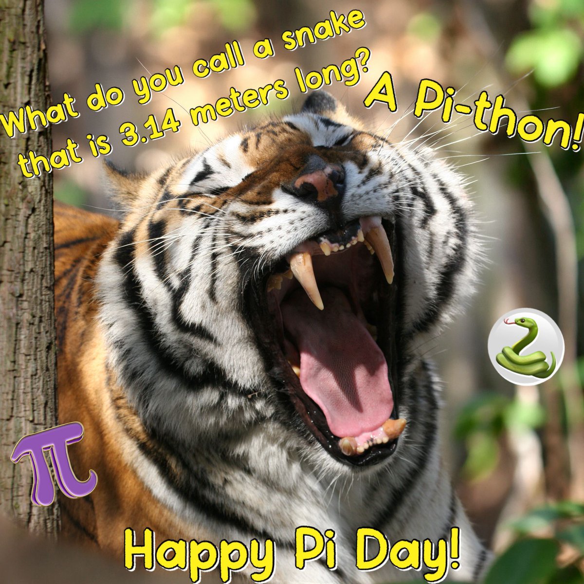 BigCatRescue's tweet photo. “What do you call a snake that is 3.14 meters long?”
“A Pi-thon!” 🐍
HAPPY PI DAY!
#AlexTiger #BigCatRescue #Tiger #PiDay #Saturday #Funny #DadJoke #Jokes https://t.co/KWfWLoMoaB