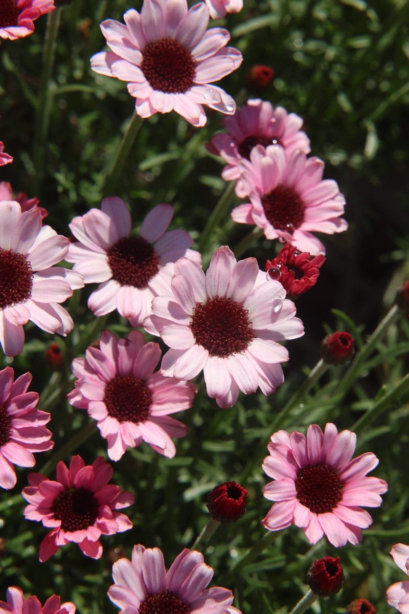 I wish the weekend would never end.
Good night,friends. Have sweet dreams 😌               

Sat 10:00PM 🇯🇵
#Rhodanthemum