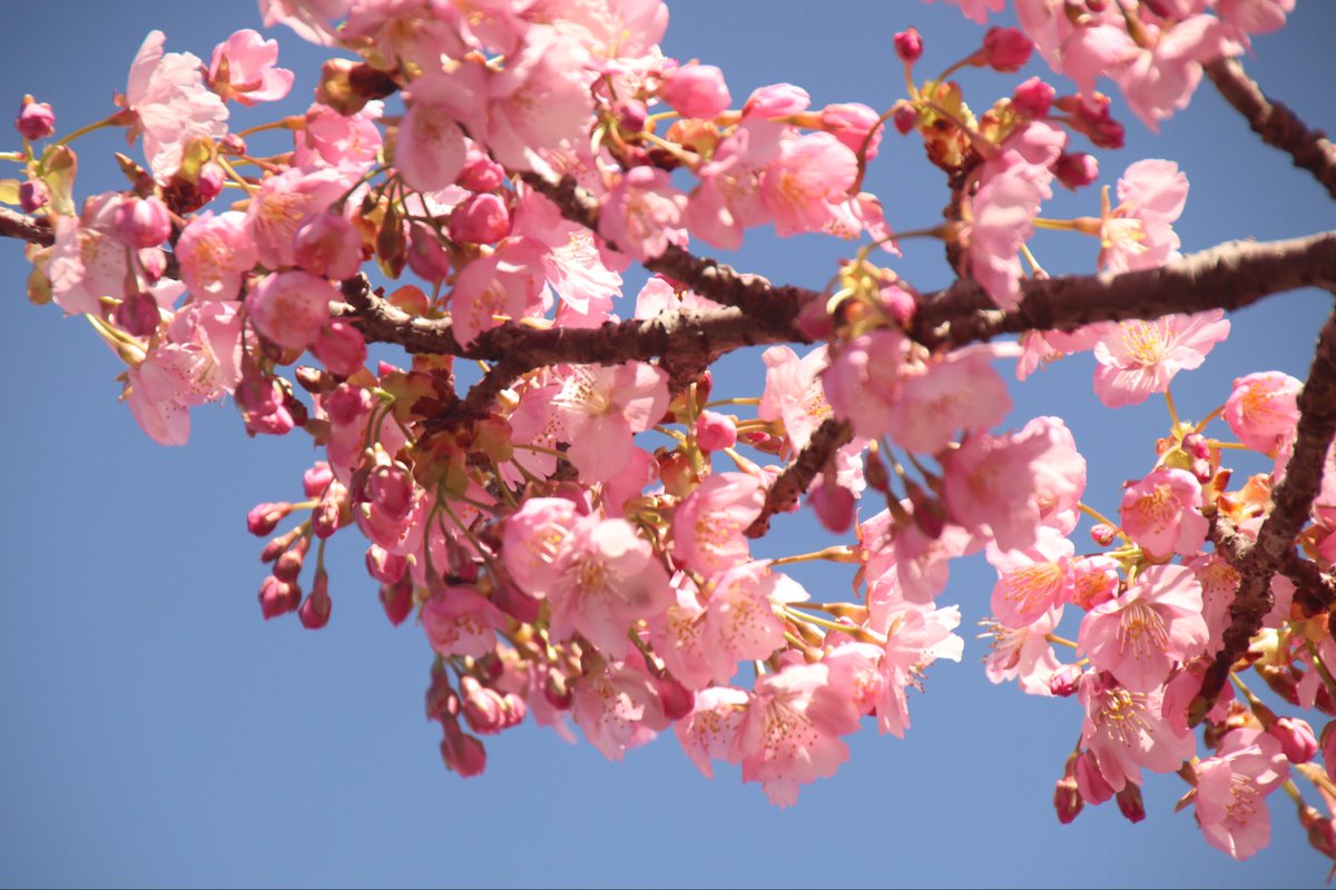 krm_ptut's tweet photo. 今年もまた、会えた。

#キリトリセカイ #ファインダー越しの私の世界 #写真撮ってる人と繫がりたい #写真で奏でる私の世界 #写真で伝えたい私の世界 https://t.co/dNvia0k3yE
