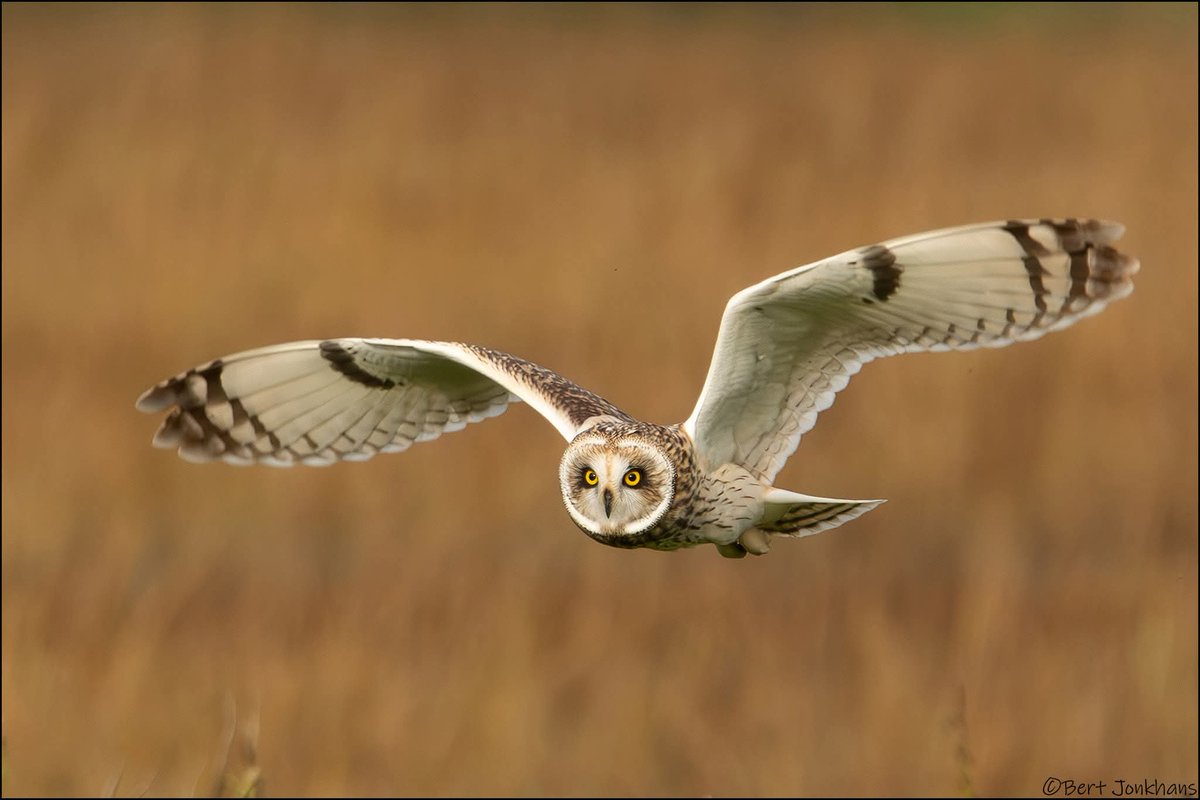 Bert Jonkhans tweet media