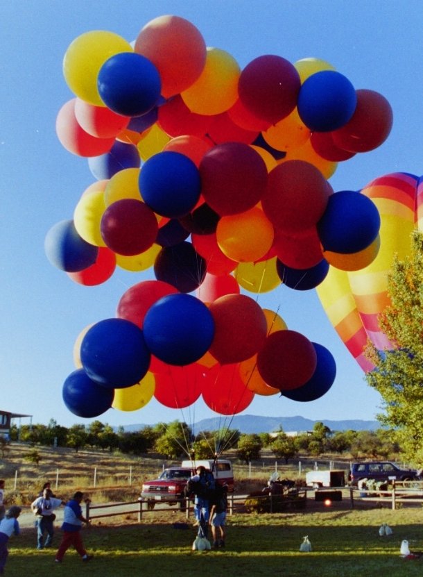 新西兰大肥鸠kererū tweet media