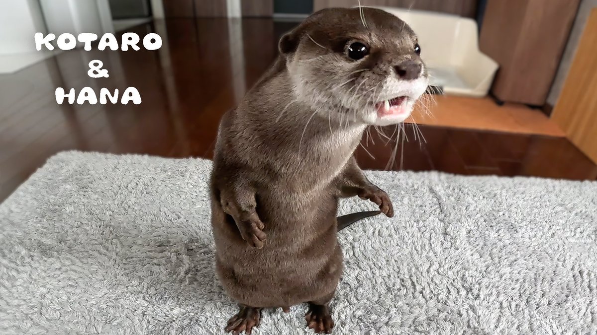 カワウソ コタロー&ハナ Otter Kotaro&Hana tweet media