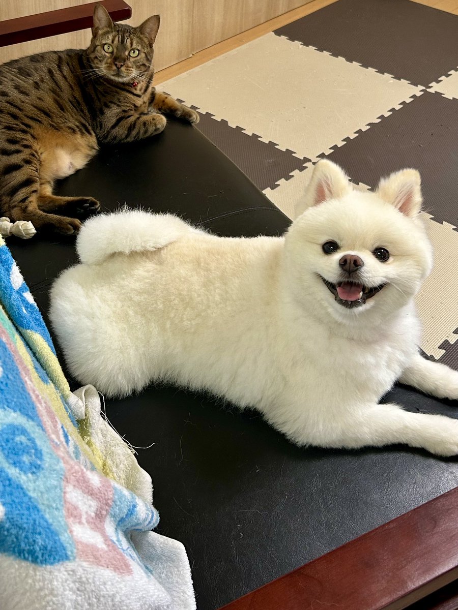 伊之助ボディになるまで毎日腹筋ローラー tweet media