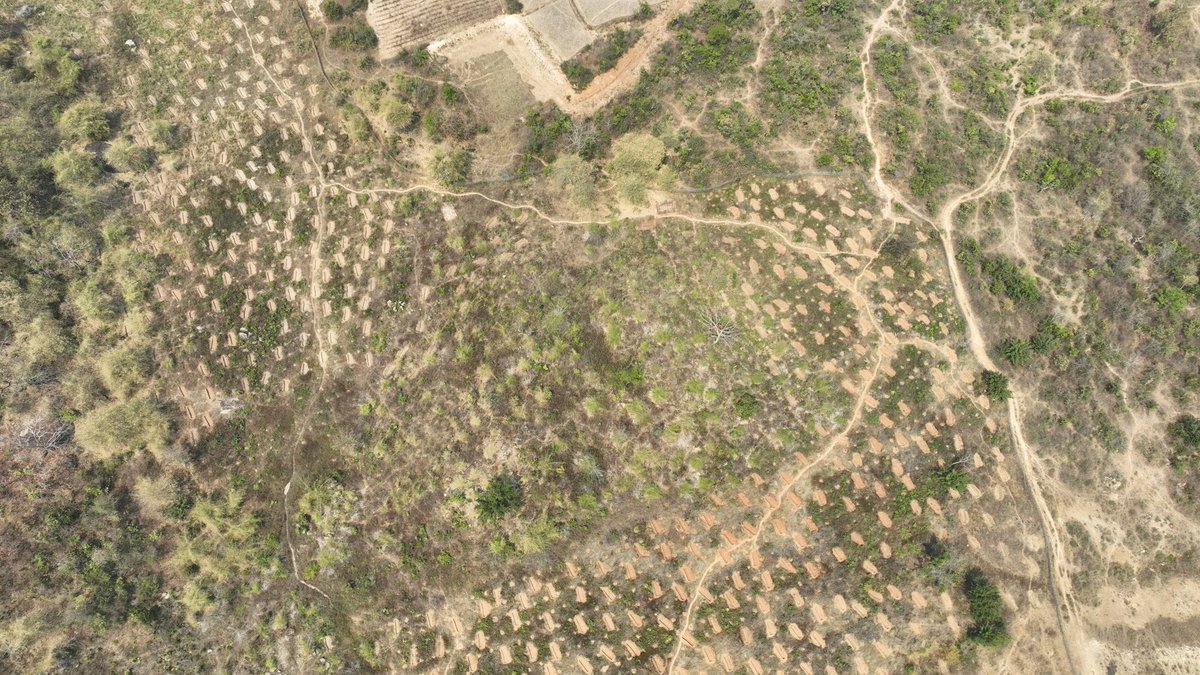 RO Samantiapalli tweet media