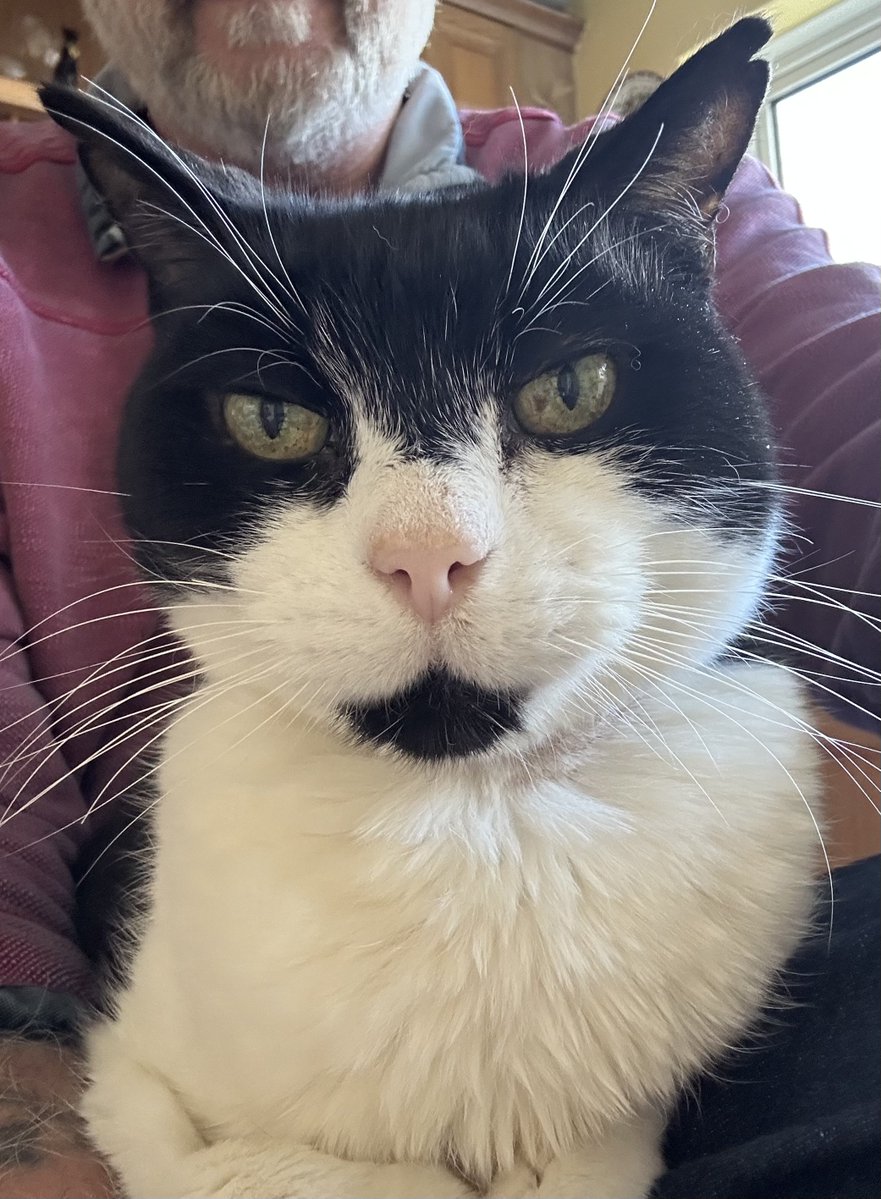 D.V. Catt tweet media