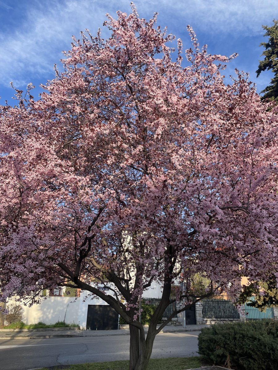 Jesus Avezuela tweet media