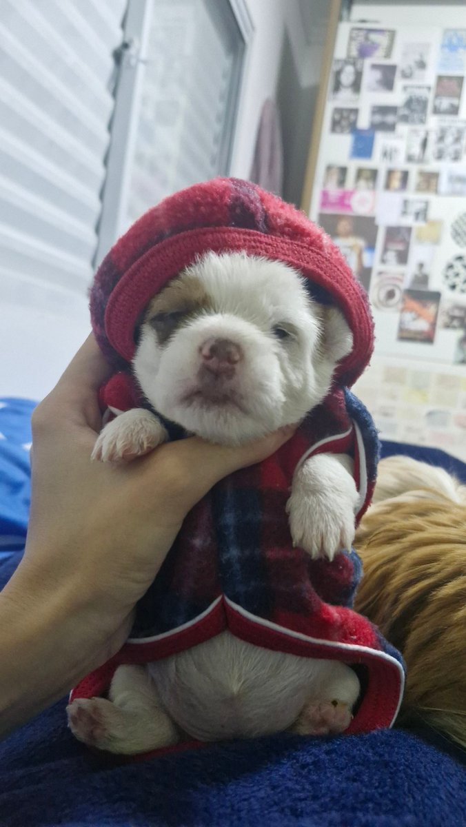 <a href="/juliabellini_/">Bellini🌸</a> oi tia julia