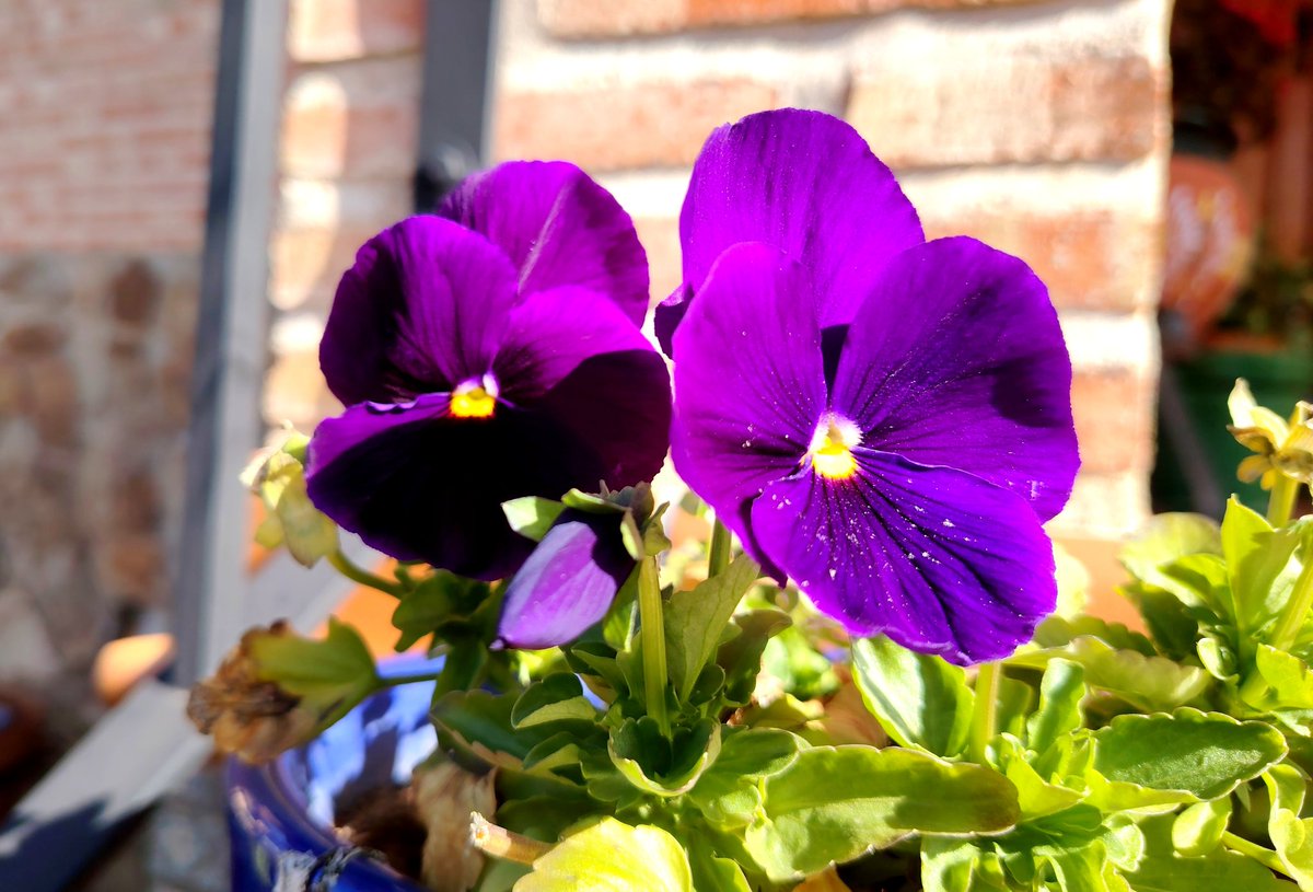 Gonzalo Garrigos tweet media