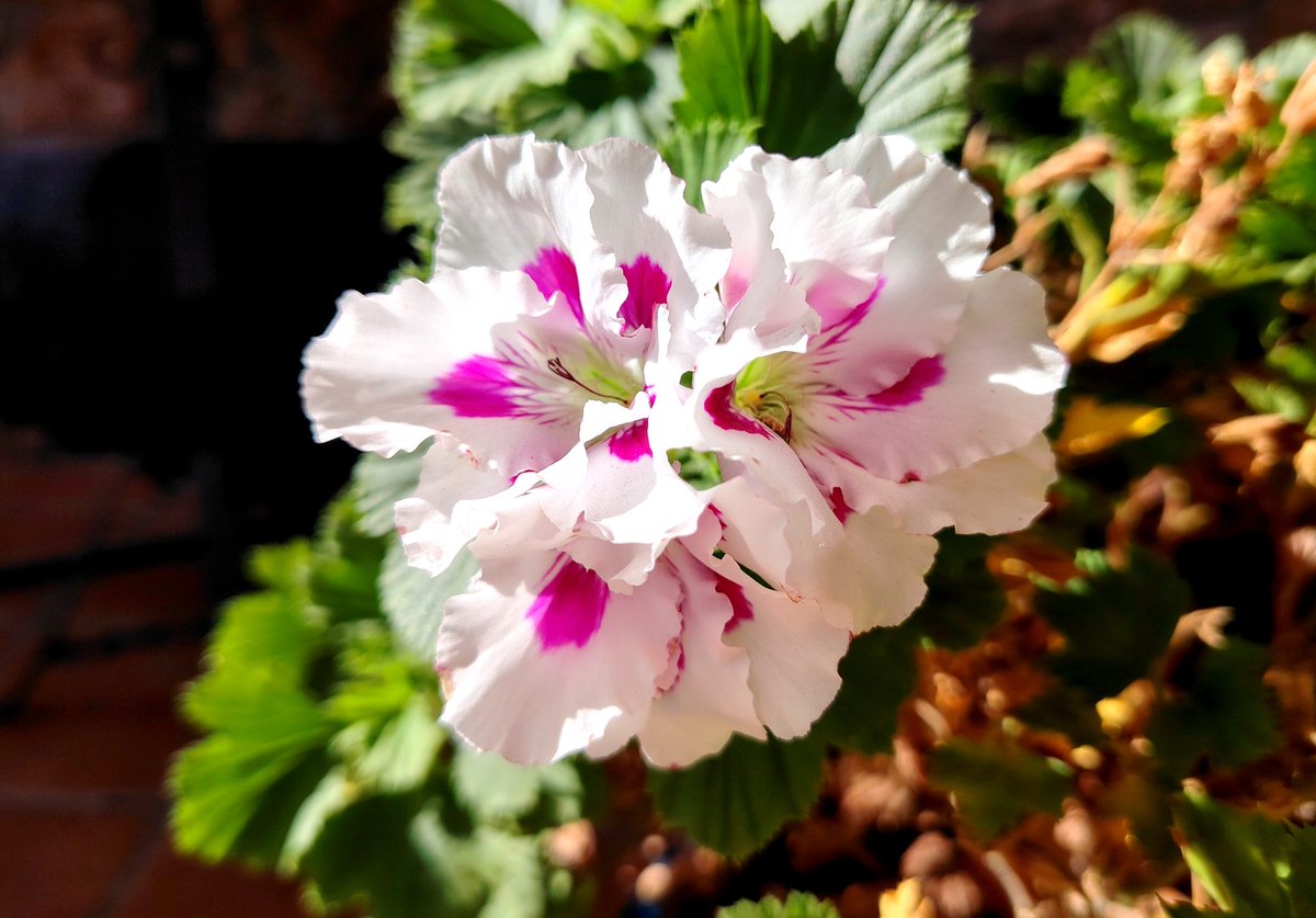 Gonzalo Garrigos tweet media