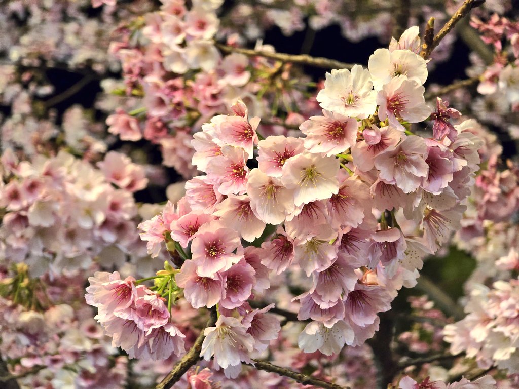 西添 和寿@ZOEMON【公式】 tweet media