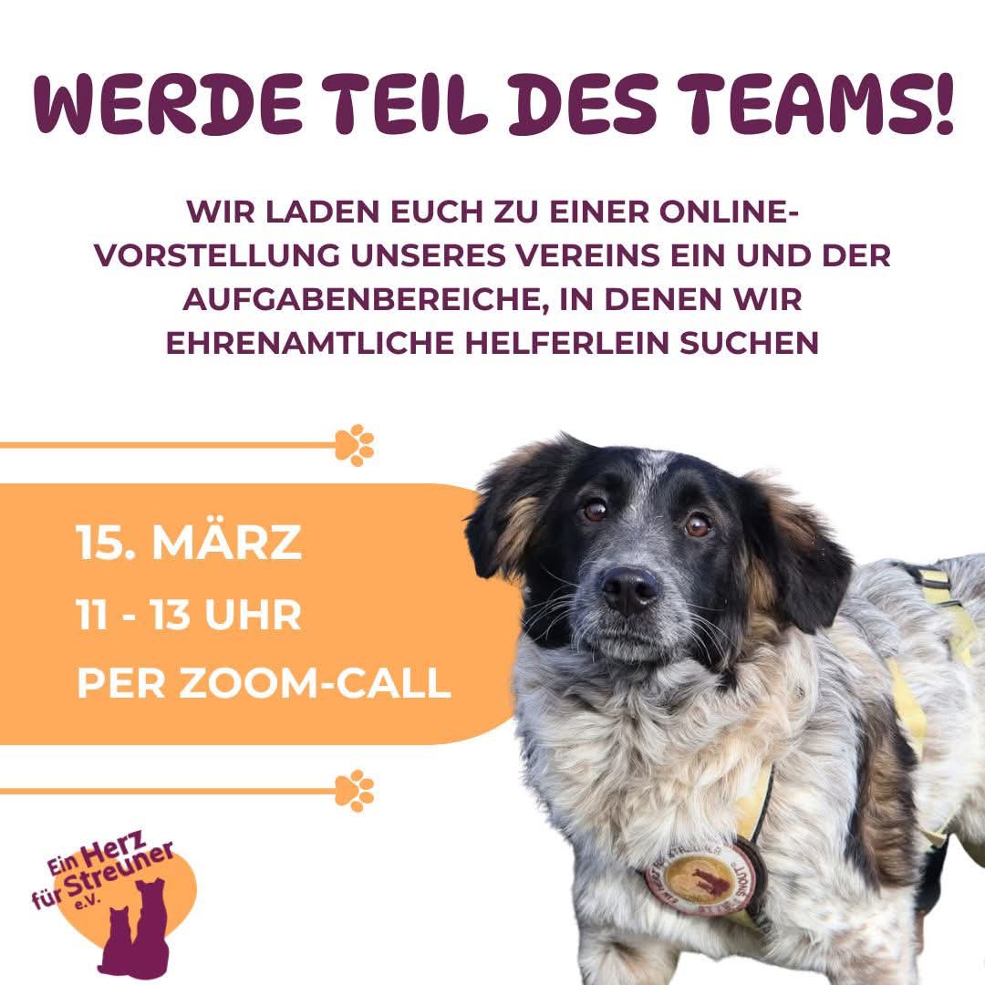 Herz_Streuner's tweet photo. Werde Teil des Teams! Wir laden euch wieder zu einer Online-Veranstaltung ein. Jeder ist willkommen, der sich vorstellen kann, uns zu unterstützen 🧡

Hier teilnehmen:
15.03.2026 von 11 bis 13 Uhr
https://t.co/gbVVzCmgNT 
Meeting-ID: 851 0115 5107 https://t.co/eK2w43GDmr