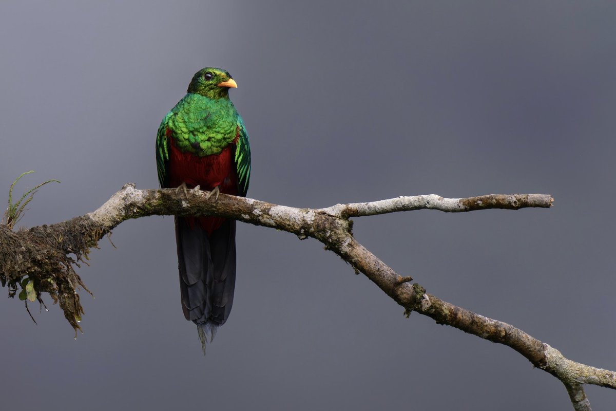 Memo Gómez (Fotógrafo de Naturaleza) tweet media