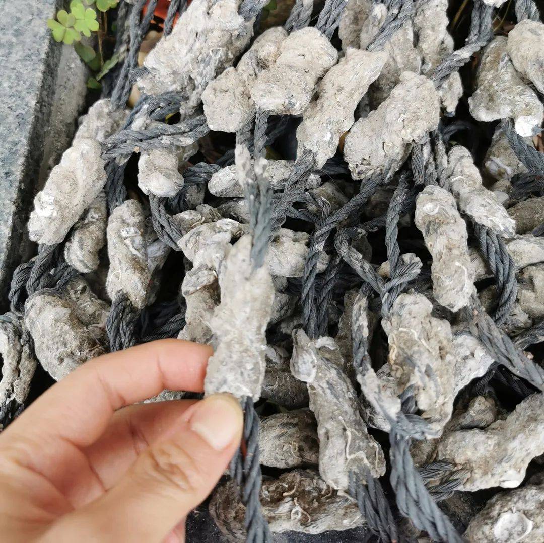 vaswati chatterjee tweet media