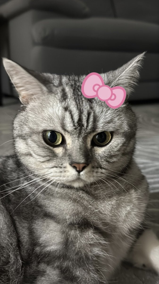 meli ☆ tweet media