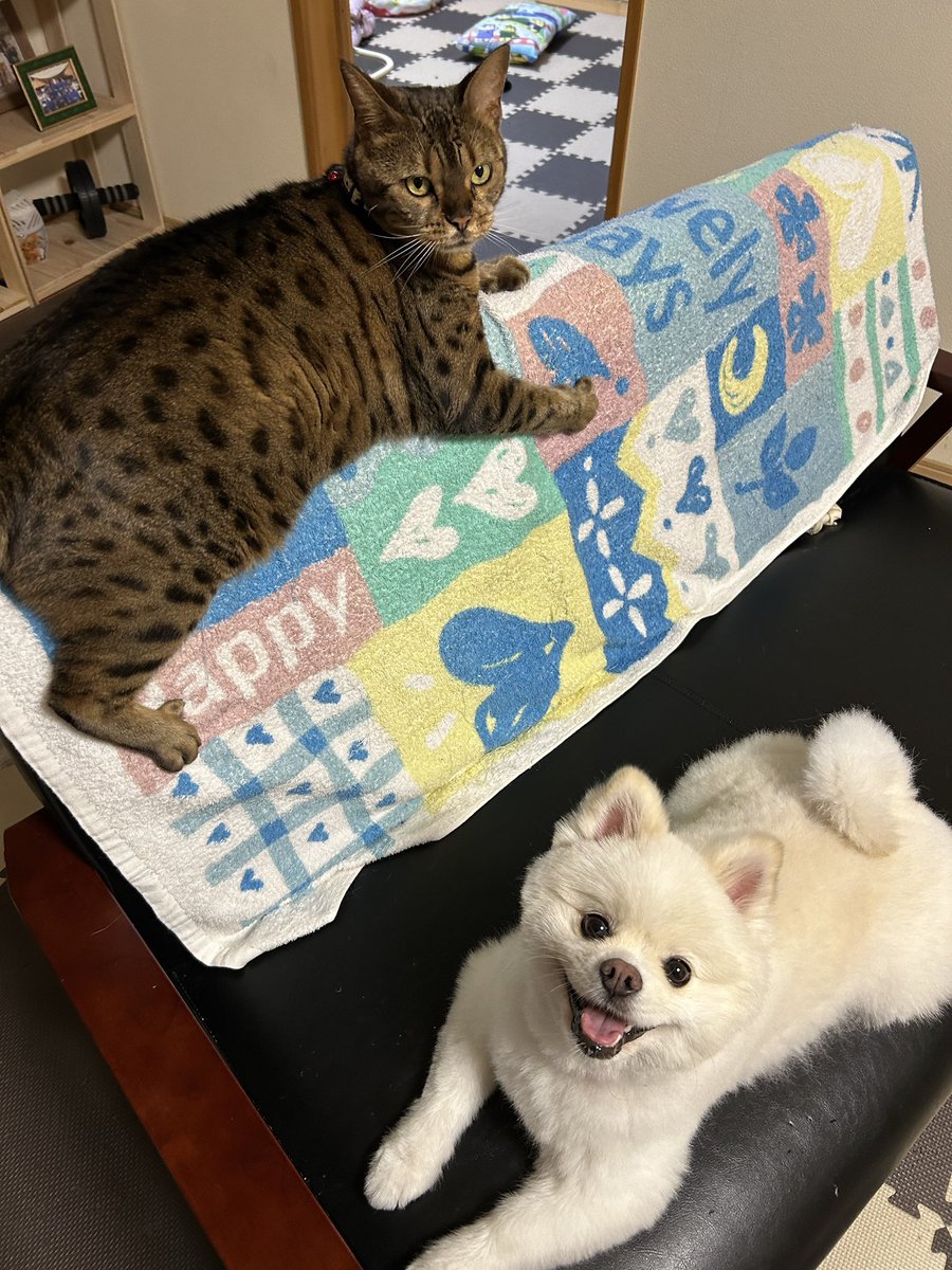 伊之助ボディになるまで毎日腹筋ローラー tweet media