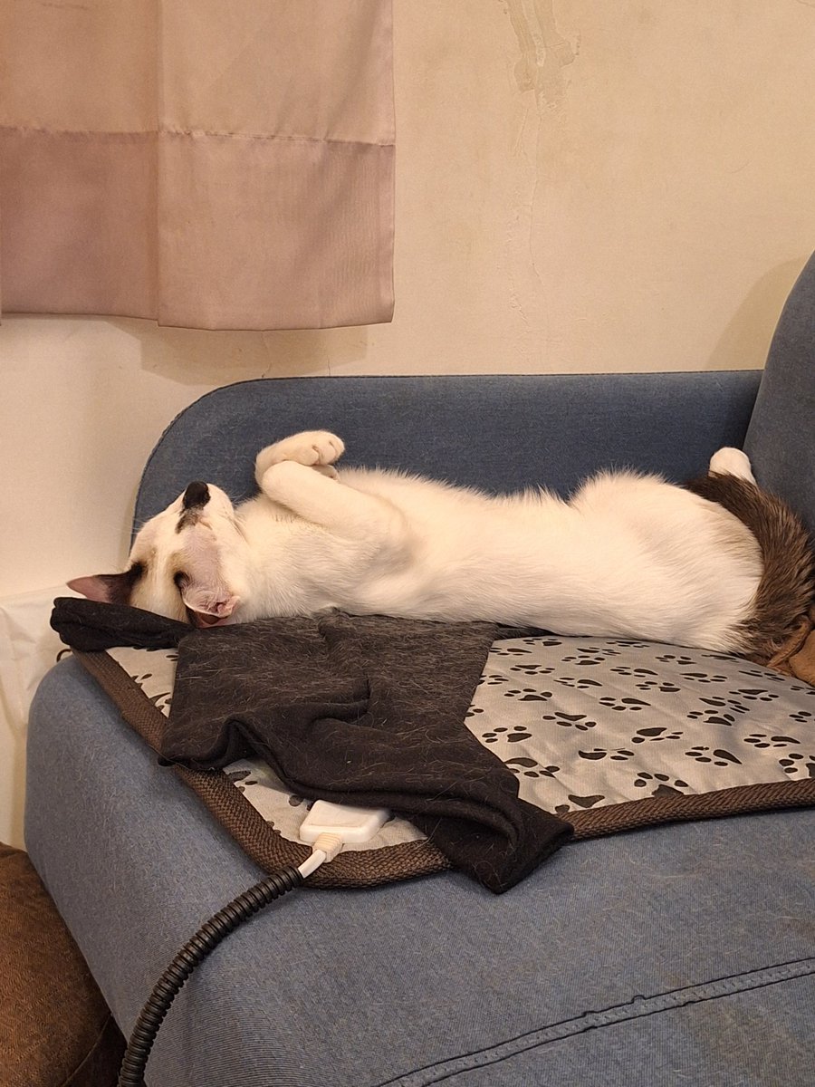 狼玥🐺可愛狼Vtuber |個人勢(休息中) tweet media