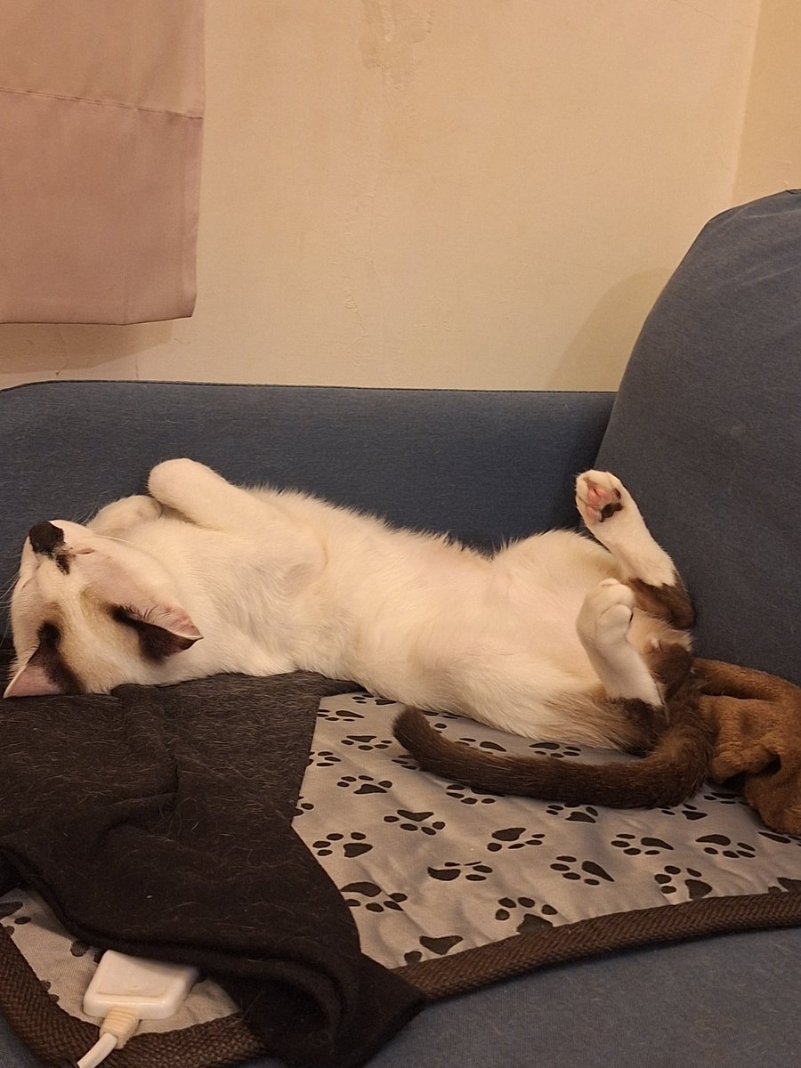 狼玥🐺可愛狼Vtuber |個人勢(休息中) tweet media