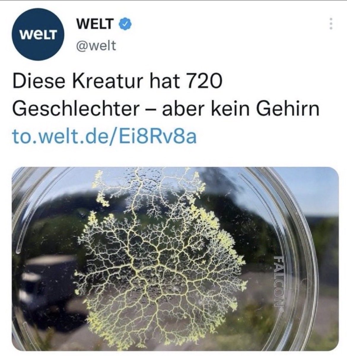 Michael 🇩🇪 tweet media