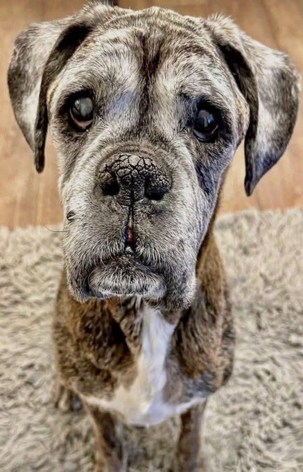 Dog Lovers tweet media