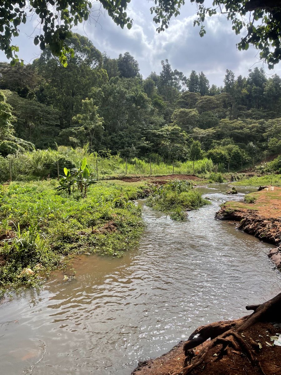 As we mark International Day of Action for Rivers we are reminded how vital healthy river systems are. With Africa’s population projected to reach 2.5B by 2050 protecting rivers is more urgent than ever

#OurRiversOurFuture