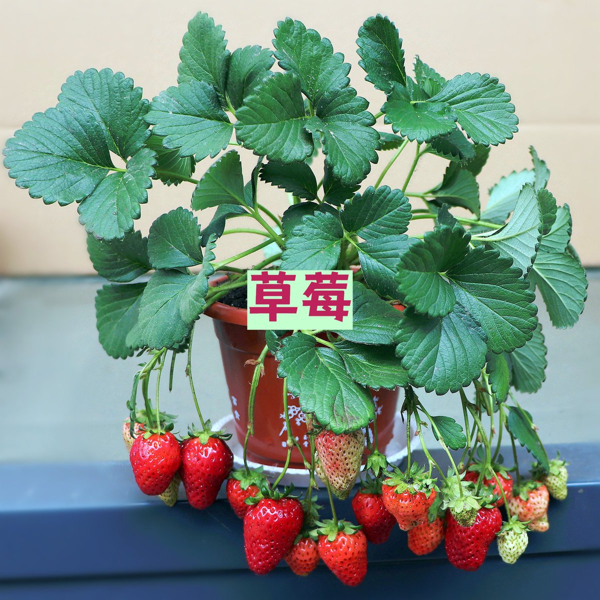 Liz Auu Scubcrs tweet media