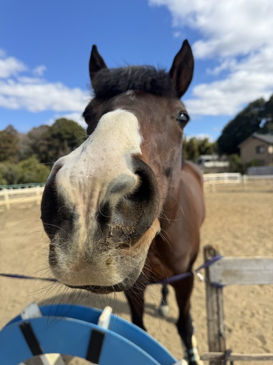 ドルチェモア🐴🧁 tweet media